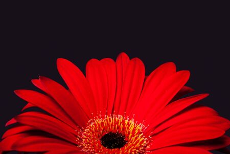 Beautiful red daisy gerbera flower with petals, isolated.の写真素材