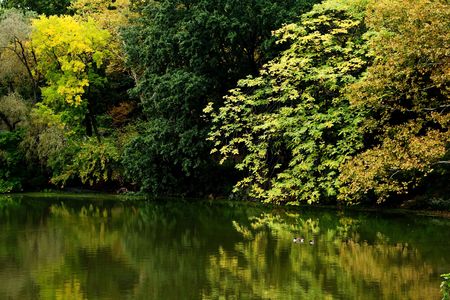 Beautiful fall autumn scenery of colorful green and yellow trees lining a reflection pond with two ducks swimming on a quiet lake.の写真素材