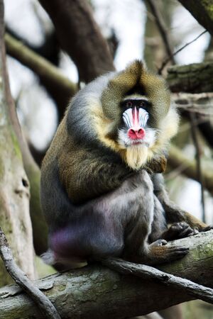 Mandrill with colorful face sitting on tree branch in jungle zoo.の写真素材