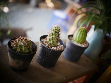 Cactus plant on wooden table in a cafeの写真素材