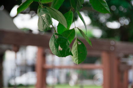 Leavesの写真素材