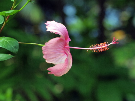 Pink Hibiscus flower on a green backgroundの写真素材