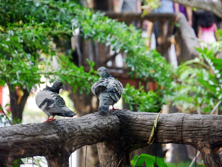 Pigeon or dove on  the tree tops green background in Dusit zoo on Thailandの写真素材