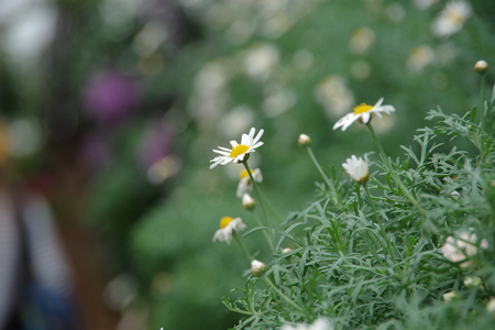 Daisy flower Field natural background Blurred and soft focusの写真素材