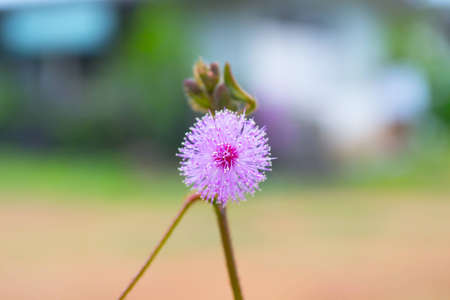 Shame plant flowerの写真素材