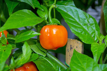 Small Orange sweet pepperの写真素材