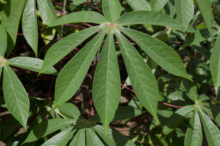 Tapioca Plants or Cassava