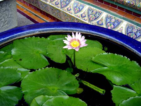 Lotus,bkk,thailand                         の写真素材