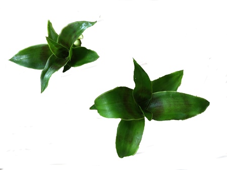                     green orchid,thailand      の写真素材