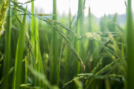 green rice field Thailandの写真素材