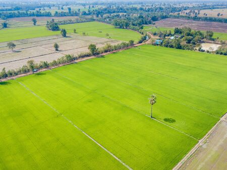 Aerial view shot with drone of Asian green fieldsの写真素材