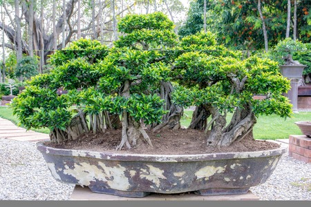 Bonsai tree in a big potの写真素材
