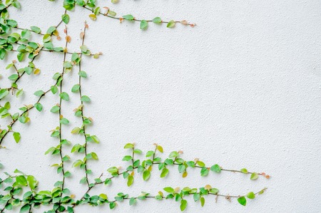 The Green Creeper Plant on the White Wallの写真素材
