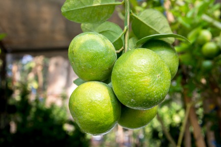 Bunch of green lemon on tree in a gardenの写真素材