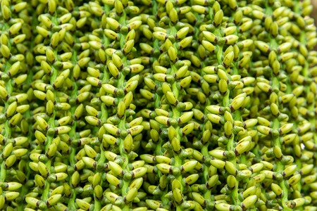 Green bunch bouquet with little green round young palm flowers of decorative plant Background,The betel nut flowerの写真素材