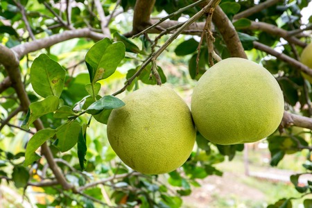 Pomelo fruit hanging on tree in gardenの写真素材