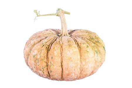 Pumpkin over white backgroundの写真素材