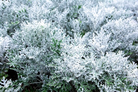 Green dusty miller plants backgroundの写真素材