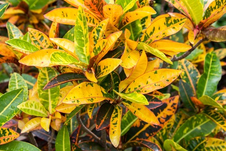 Colorful croton plant leaves texture background