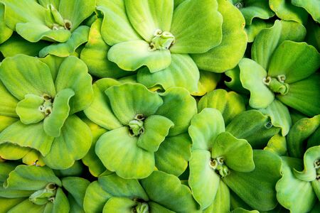 Fresh green spawn in the water background.Green spawn backgroundの写真素材