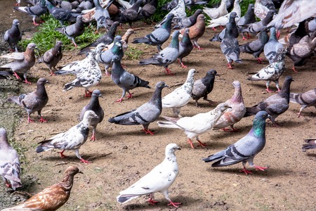 pigeons in the park backgroundの写真素材