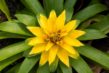 Closeup of Bromeliad flower in the parkの写真素材