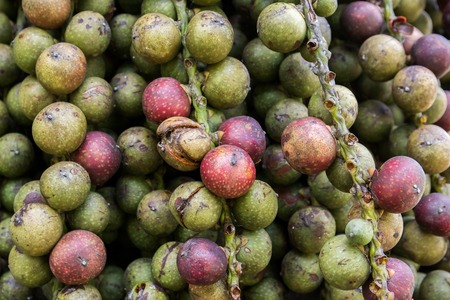 Closeup of Betel nut on tree backgroundの写真素材