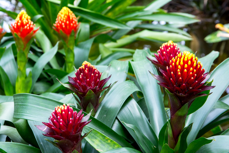 Colorful of Bromeliad flowers, Beautiful Bromeliad Backgroundの写真素材