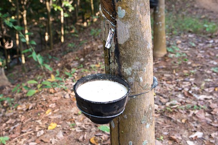 Milky latex extracted from rubber tree (Hevea Brasiliensis)の写真素材