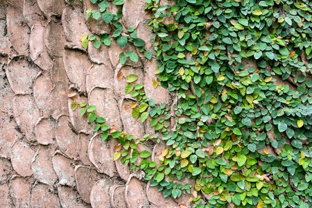 Green creeper plant on old concrete wall pattern backgroudの写真素材
