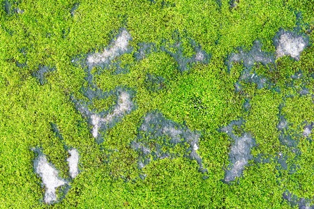 Moss on concrete texture backgroundの写真素材