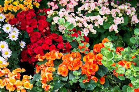 Beautiful flowers background in the gardenの写真素材