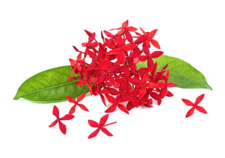 Red Ixora flowers isolated on white background.Ixora flowers isolated.Ixora flowers with leaf isolatedの写真素材