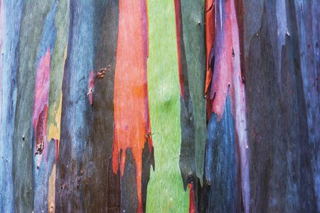 Colorful abstract pattern of Eucalyptus tree bark.Colorful eucalyptus tree bark backgroundの写真素材