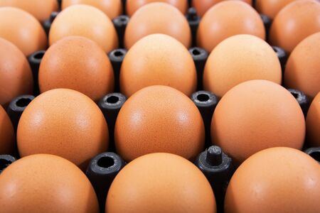 Eggs in plastic tray isolated on white