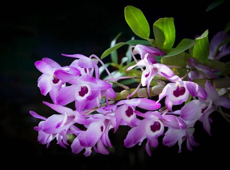 Purple orchid on blackの写真素材