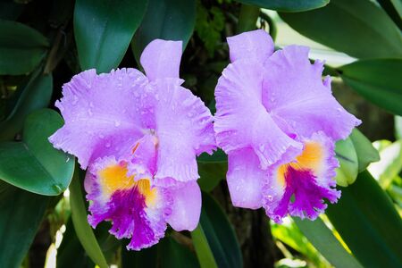 Beautiful purple orchid flowers on a branch in a gardenの写真素材