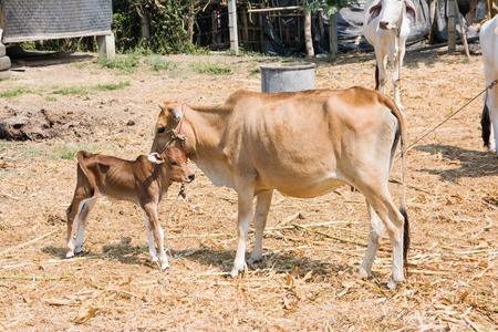Mother and calf cows outdoor on sunsunlightの写真素材