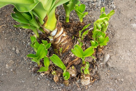 Crinum Lily trunk with young sprout surrounding. Crinum Lily geminationの写真素材