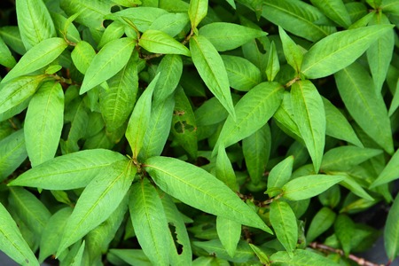 Vietnamese coriander plant backgroundの写真素材