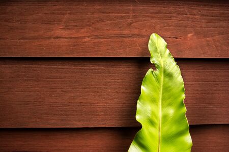 Birds nest fern leaf with wooden wall background