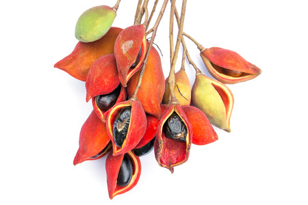Bunch of red chestnut isolated on white background.Ripe Chestnut seeds isolatedの写真素材