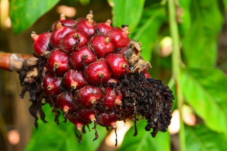 Torch ginger fruit flowers backgroundの写真素材