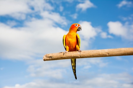 Sun Conure parrot on tree branch with blue sky backgroundの写真素材