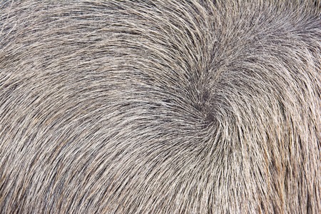 Buffalo hair texture background.Buffalo skin texture.Buffalo fur background