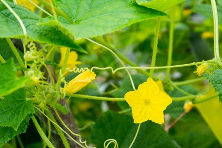Closeup cucumber flowers with leaves at farm backgroundの写真素材