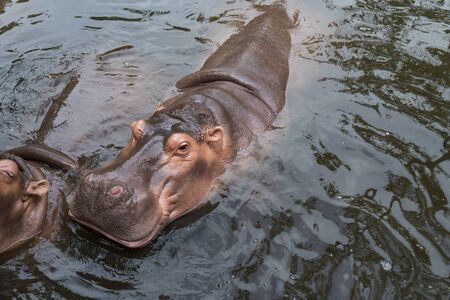 Hippopotamus in the water background. Smiling hippopotamus in water surfaceの写真素材