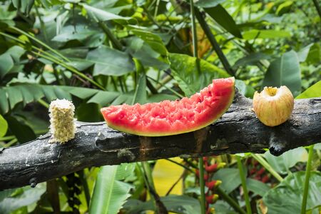 Fruit food for bird on timber line with tree plant background. Fruit feeding for bird animal with bite marks on tree branchの写真素材