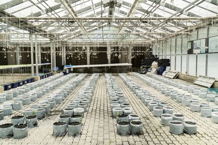 Preparation soil for melon fruit planting agriculture in greenhouse background. Preparing ground for...