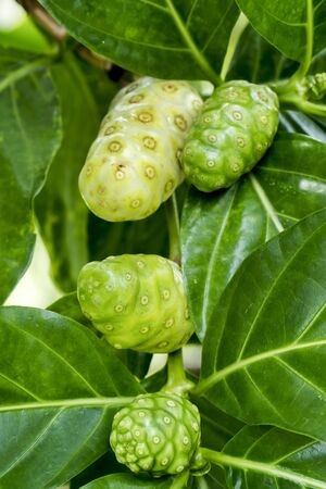 Great morinda fruit or Tahitian noni fruit on tree with green leaves background. Raw and ripe indian...